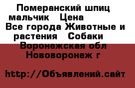 Померанский шпиц, мальчик › Цена ­ 35 000 - Все города Животные и растения » Собаки   . Воронежская обл.,Нововоронеж г.